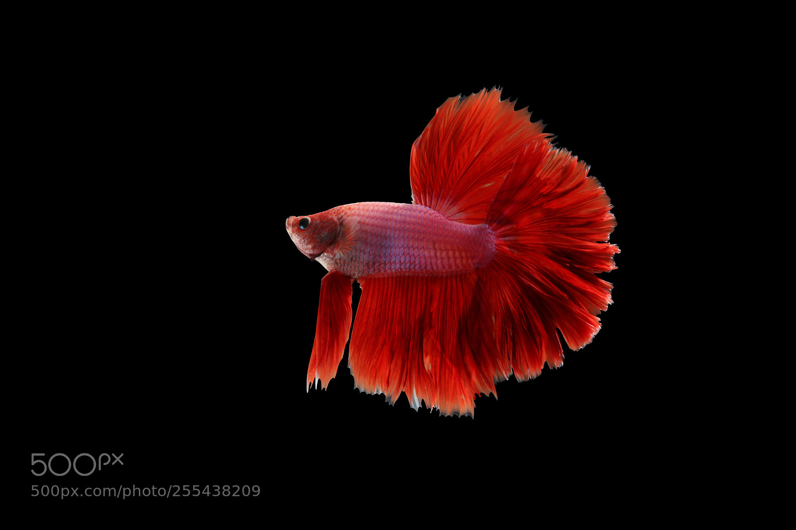 Canon EOS 70D sample photo. Half moon siamese betta photography