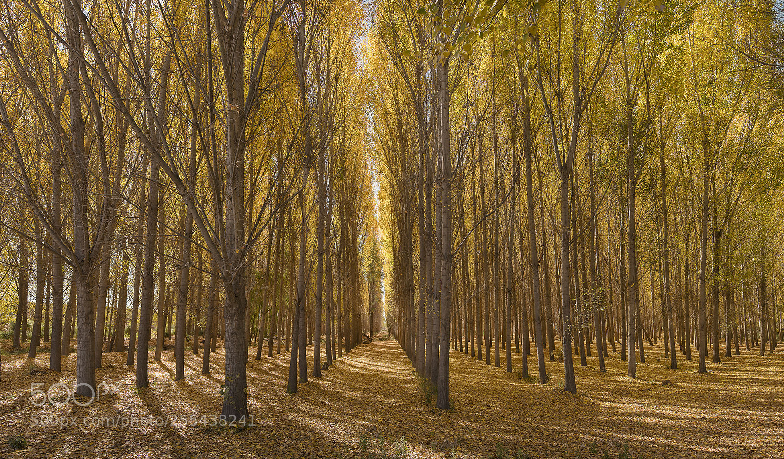 Sony a7R II sample photo. Alamos otoño photography