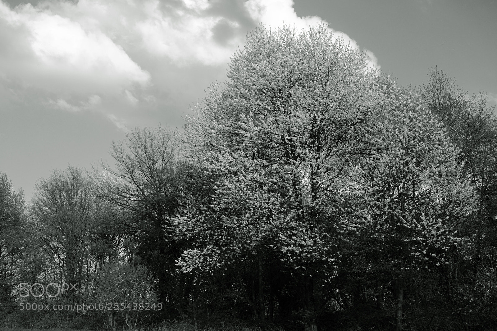 Fujifilm X-T2 sample photo. Early summer sky photography