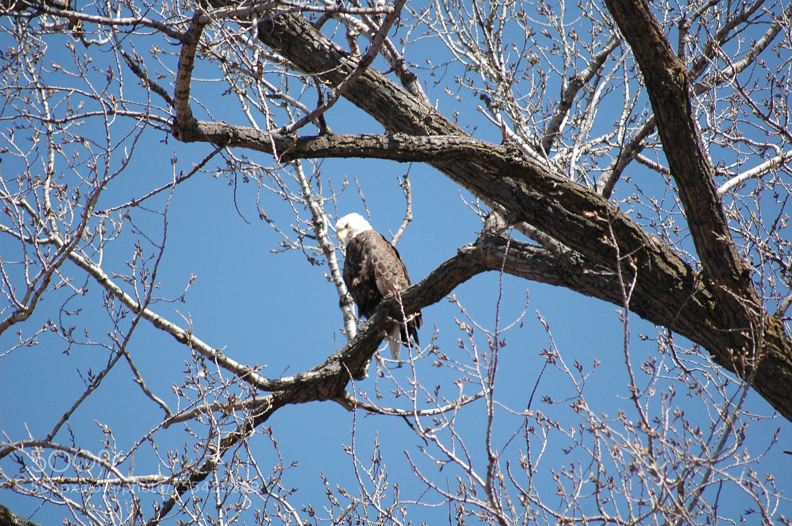 Nikon D70 sample photo. Eagel a photography