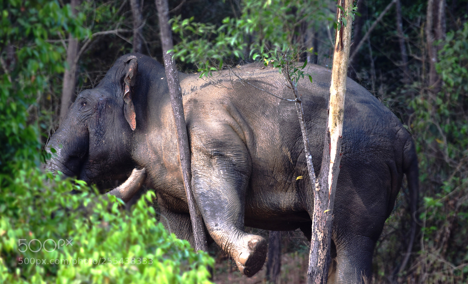 Nikon D5300 sample photo. Wild elephant photography