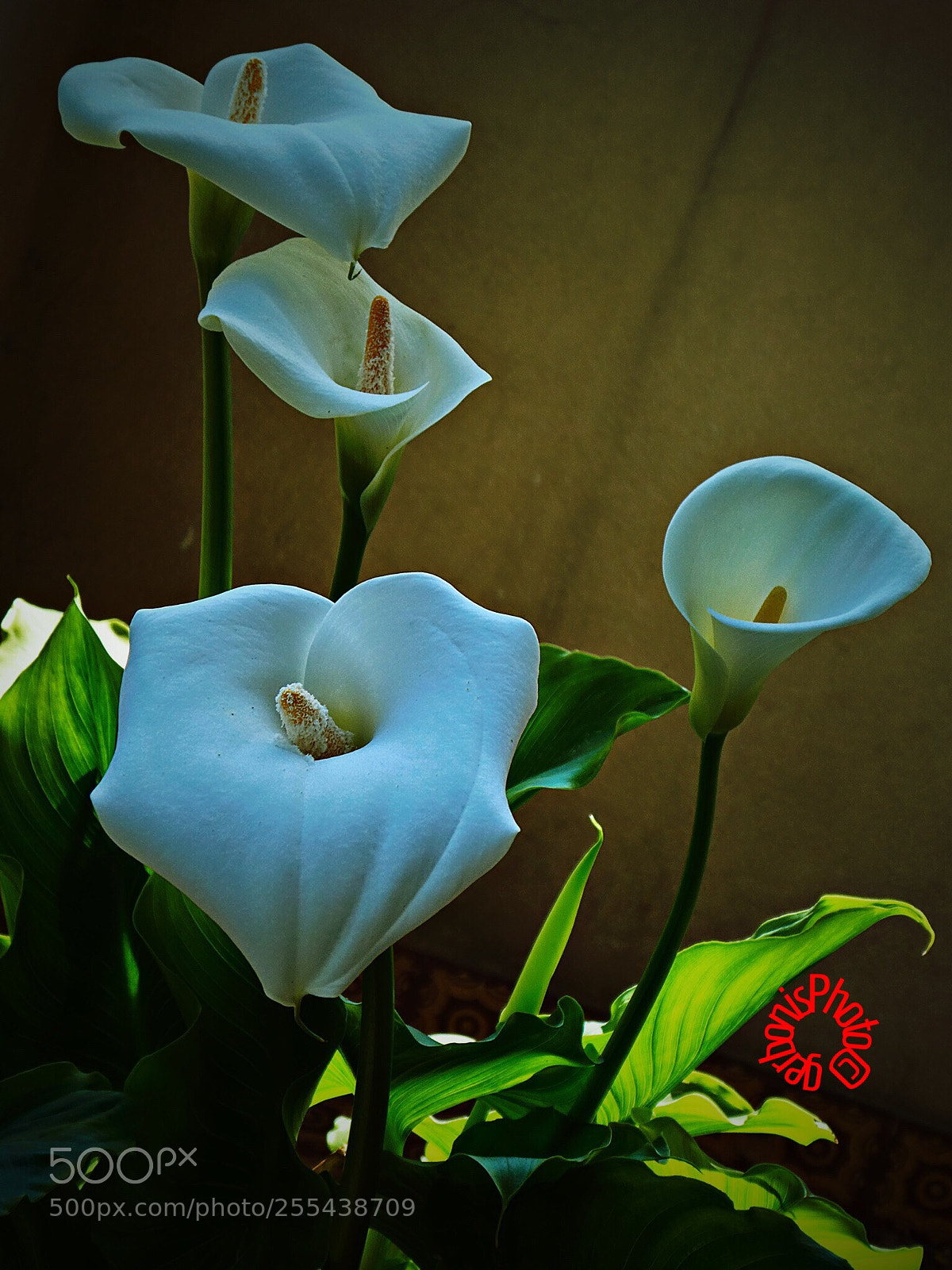 Panasonic Lumix DC-ZS70 (Lumix DC-TZ90) sample photo. A vase of whites photography