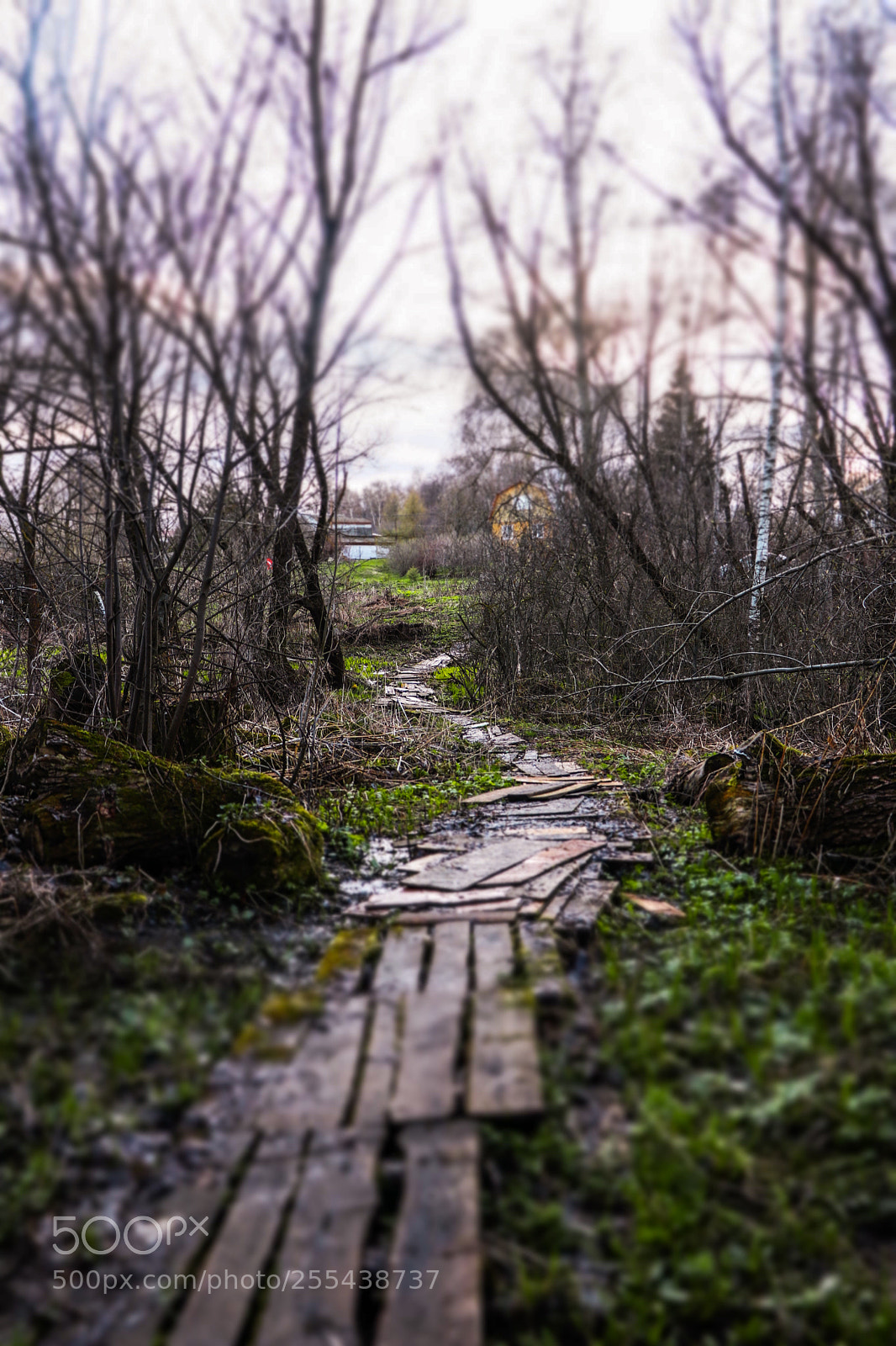 Canon EOS 80D sample photo. Swamp... photography