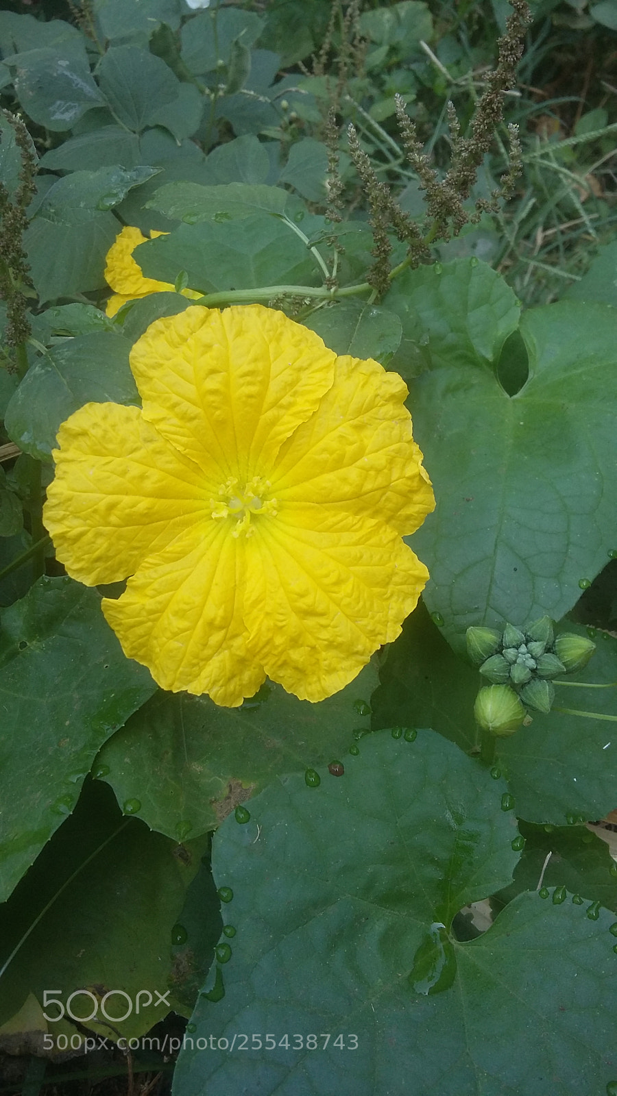 Samsung Galaxy Grand Prime sample photo. Untitled photography