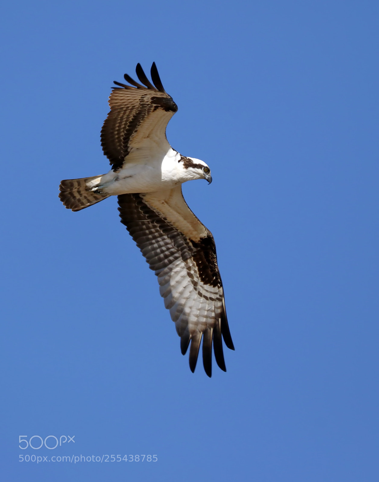 Canon EOS 7D Mark II sample photo. Osprey photography