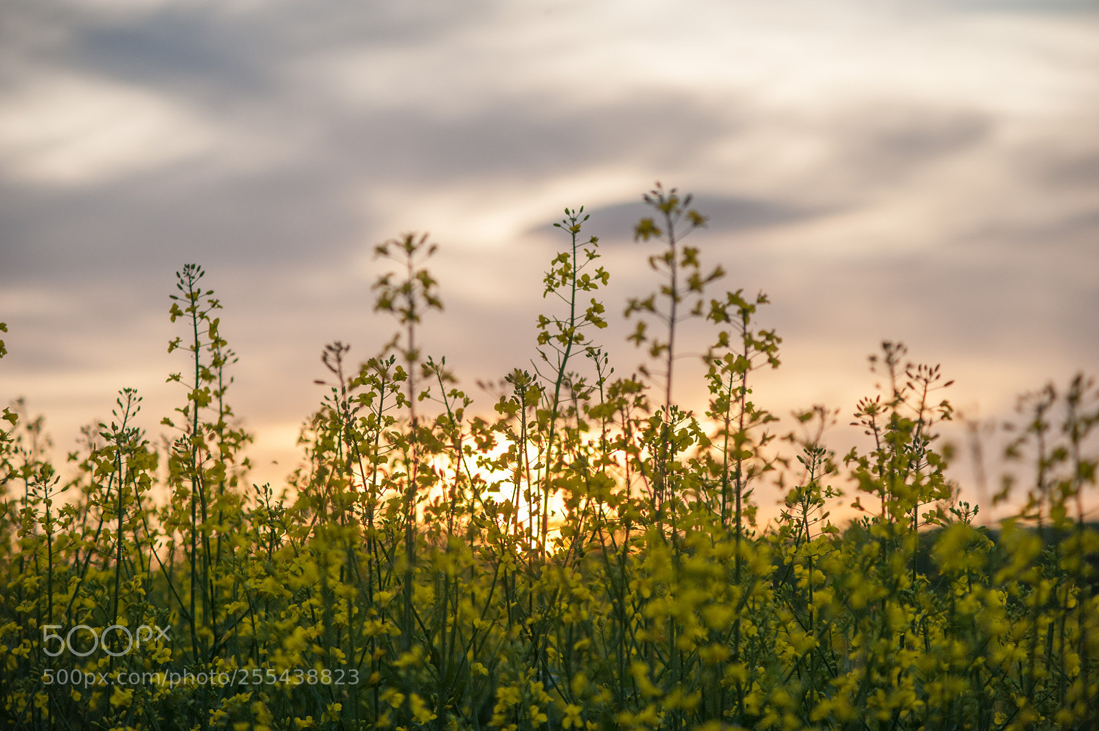 Nikon D700 sample photo. Clouds and sunset photography