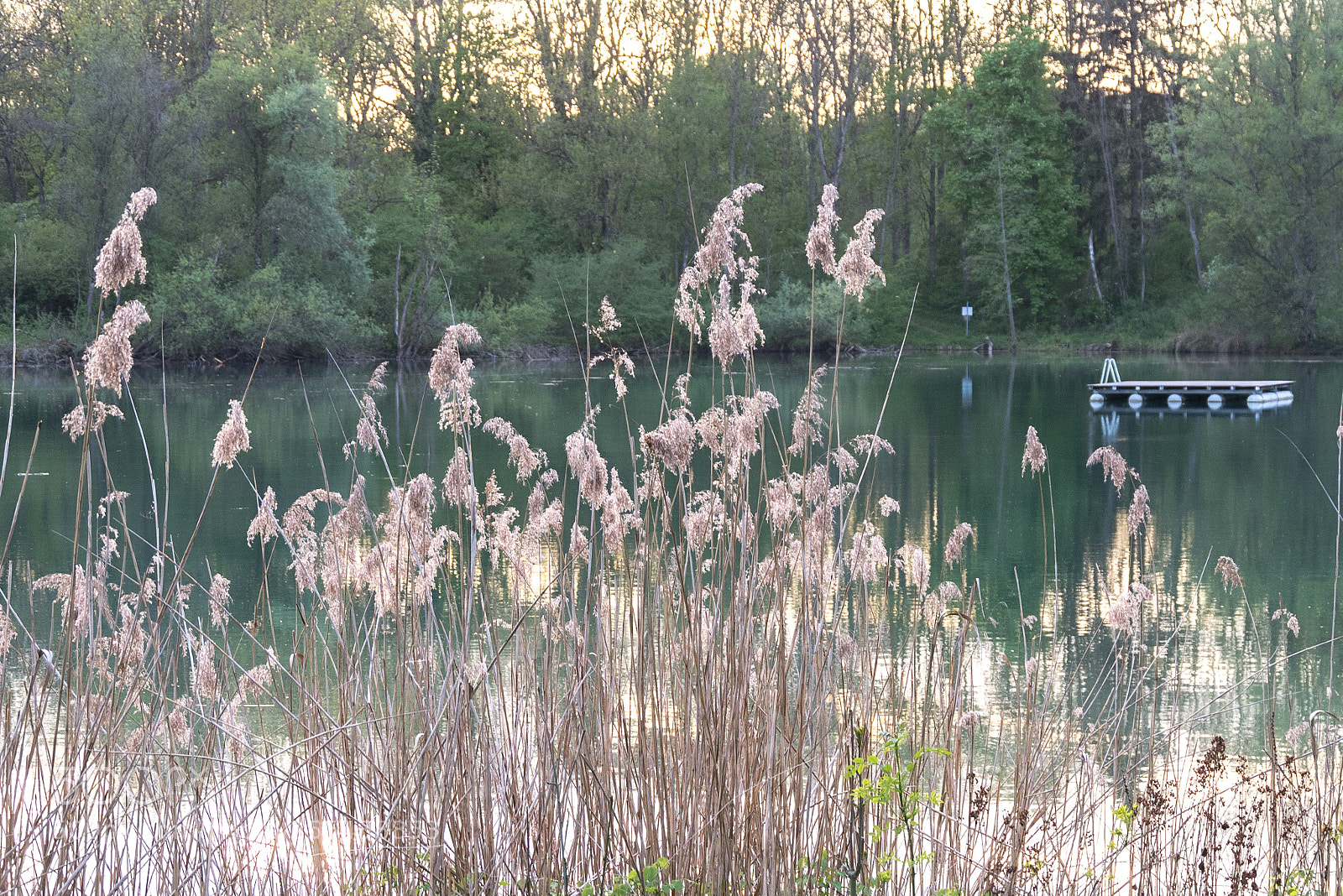 Panasonic DMC-G70 sample photo. Evening on the pond photography