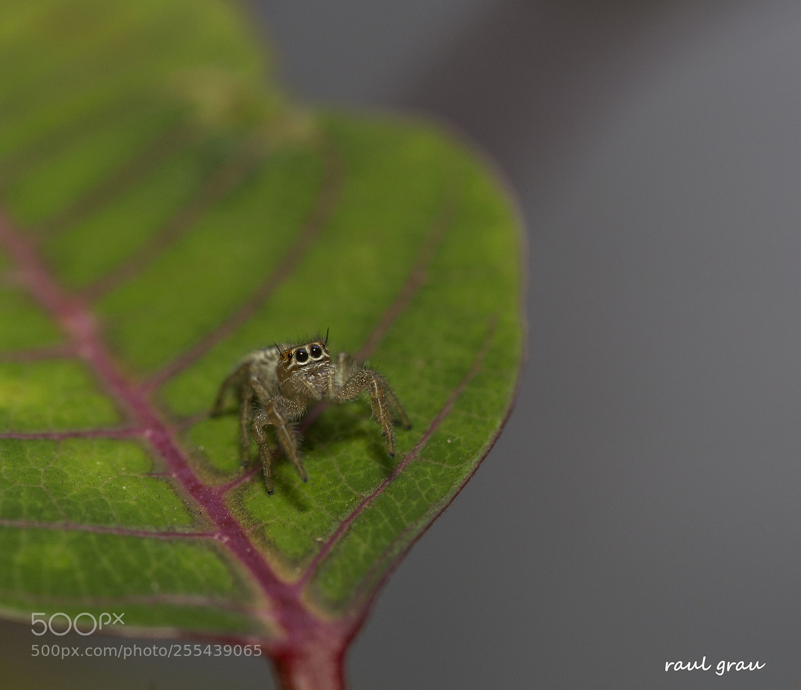 Canon EOS 6D sample photo. Saltadora sobre hoja. photography