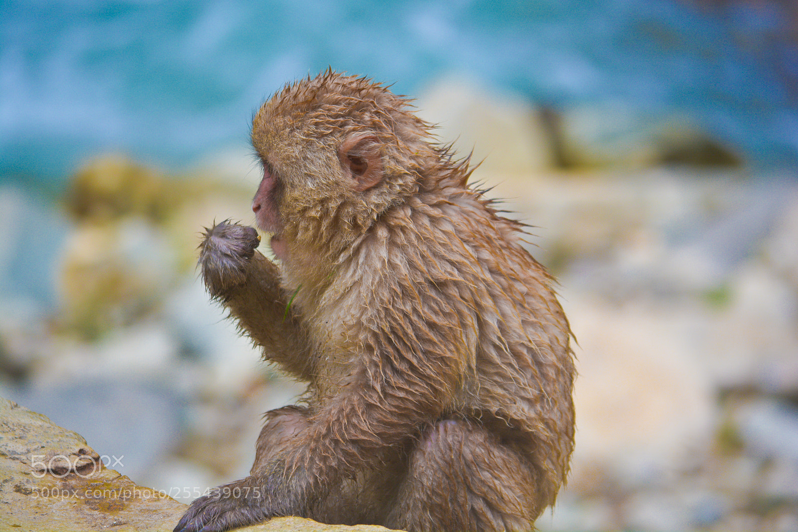 Nikon D7100 sample photo. In a hot spring photography