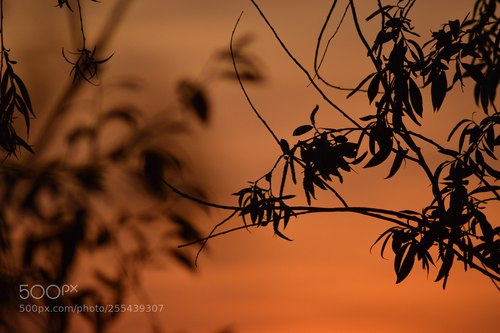 Nikon D3200 sample photo. Sun photography