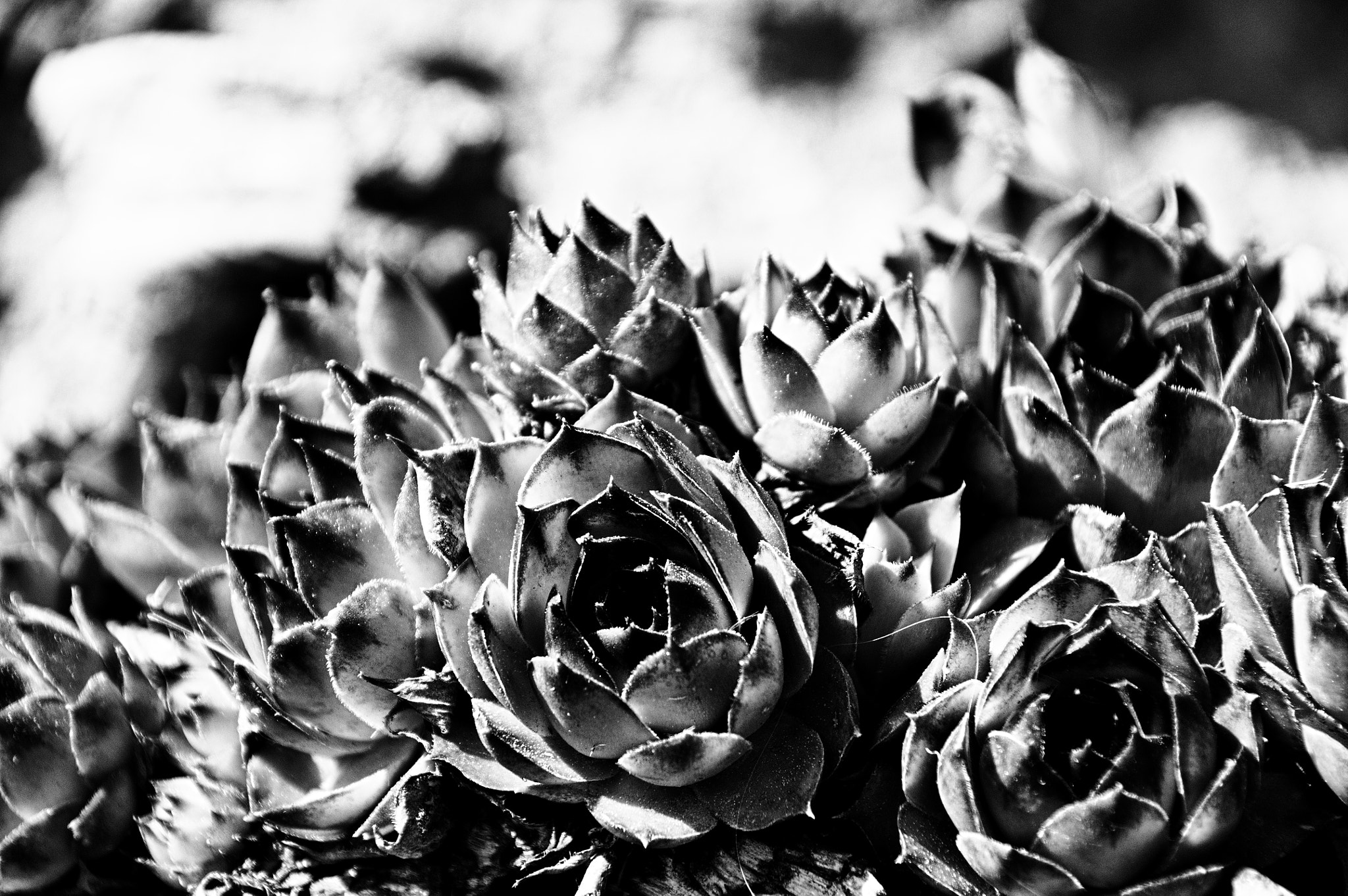 Nikon D90 sample photo. Dans les étoiles photography