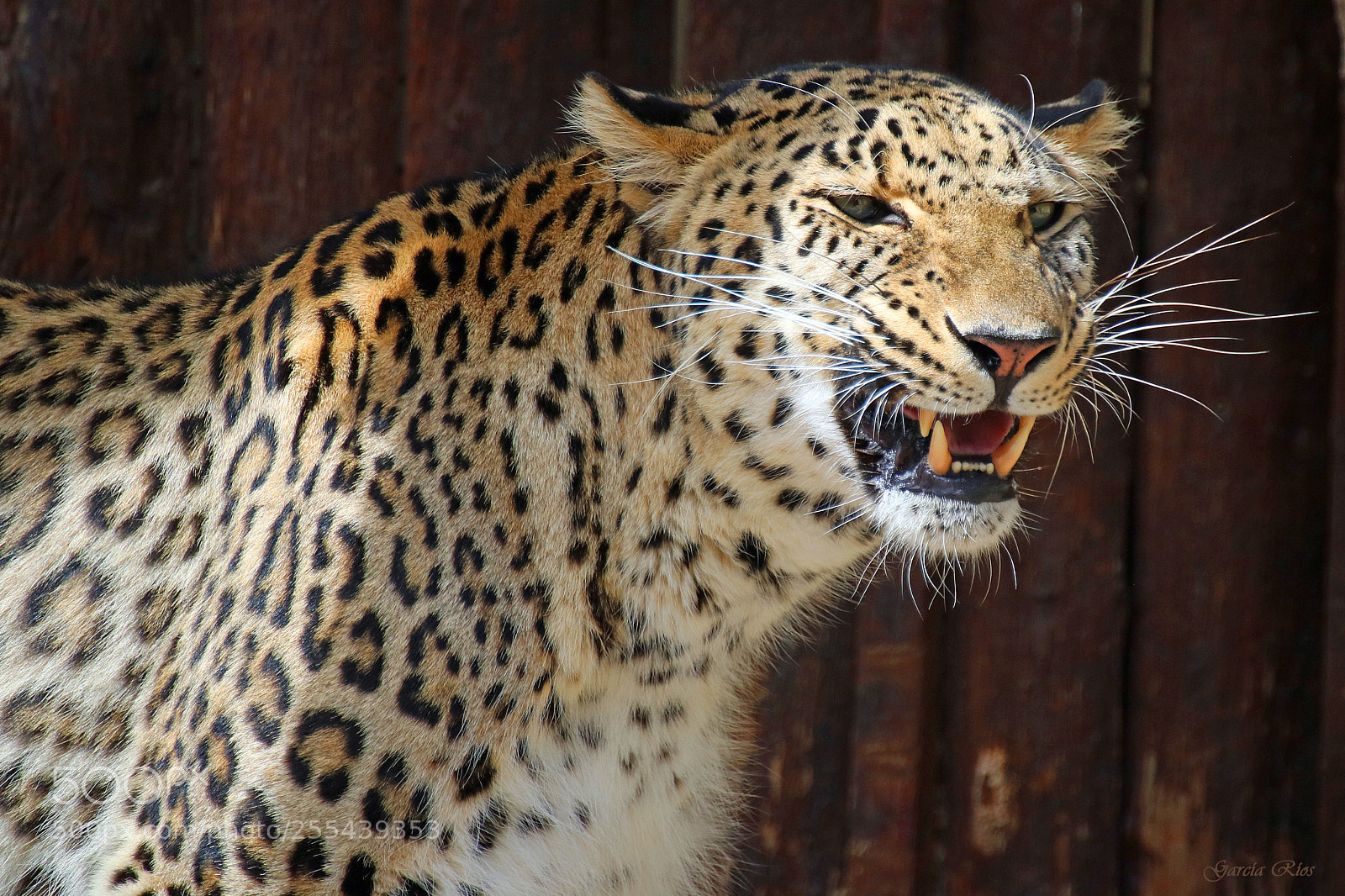 Canon EOS 750D (EOS Rebel T6i / EOS Kiss X8i) sample photo. Leopardo.  photography