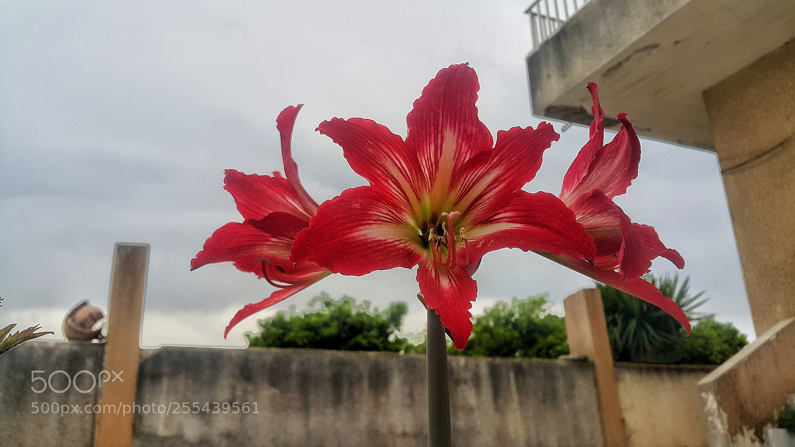 Samsung Galaxy Note4 sample photo. Miniature amaryllis photography