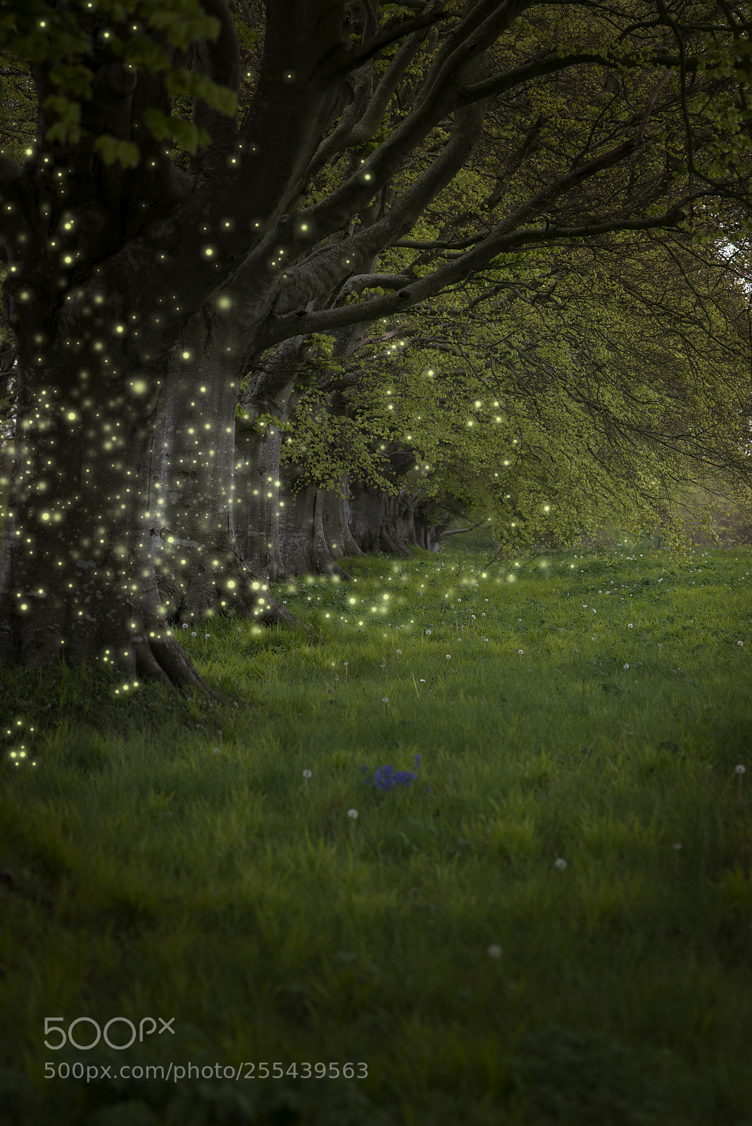 Nikon D800 sample photo. Stunning fantasy style landscape photography