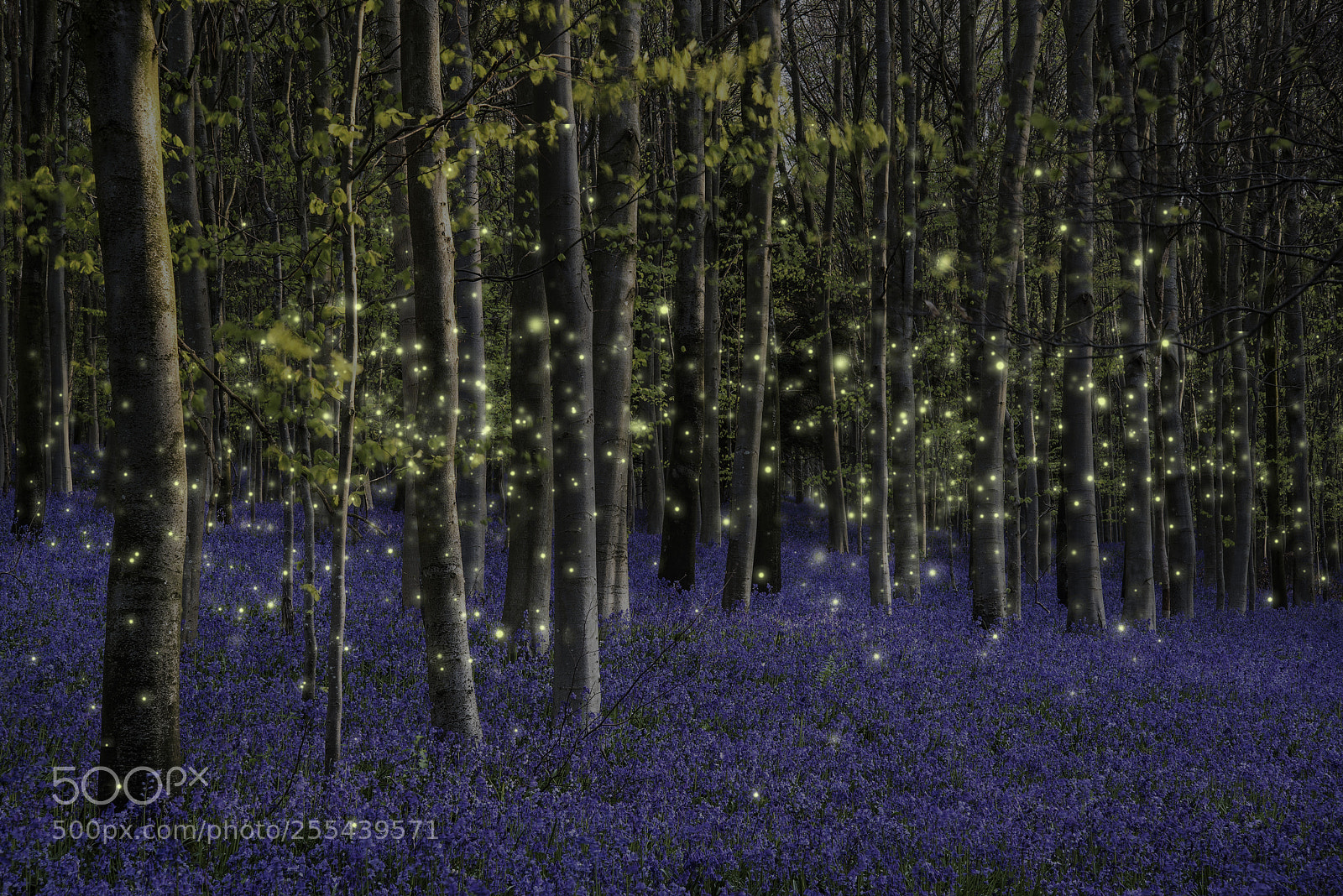 Nikon D600 sample photo. Beautiful fantasy image of photography