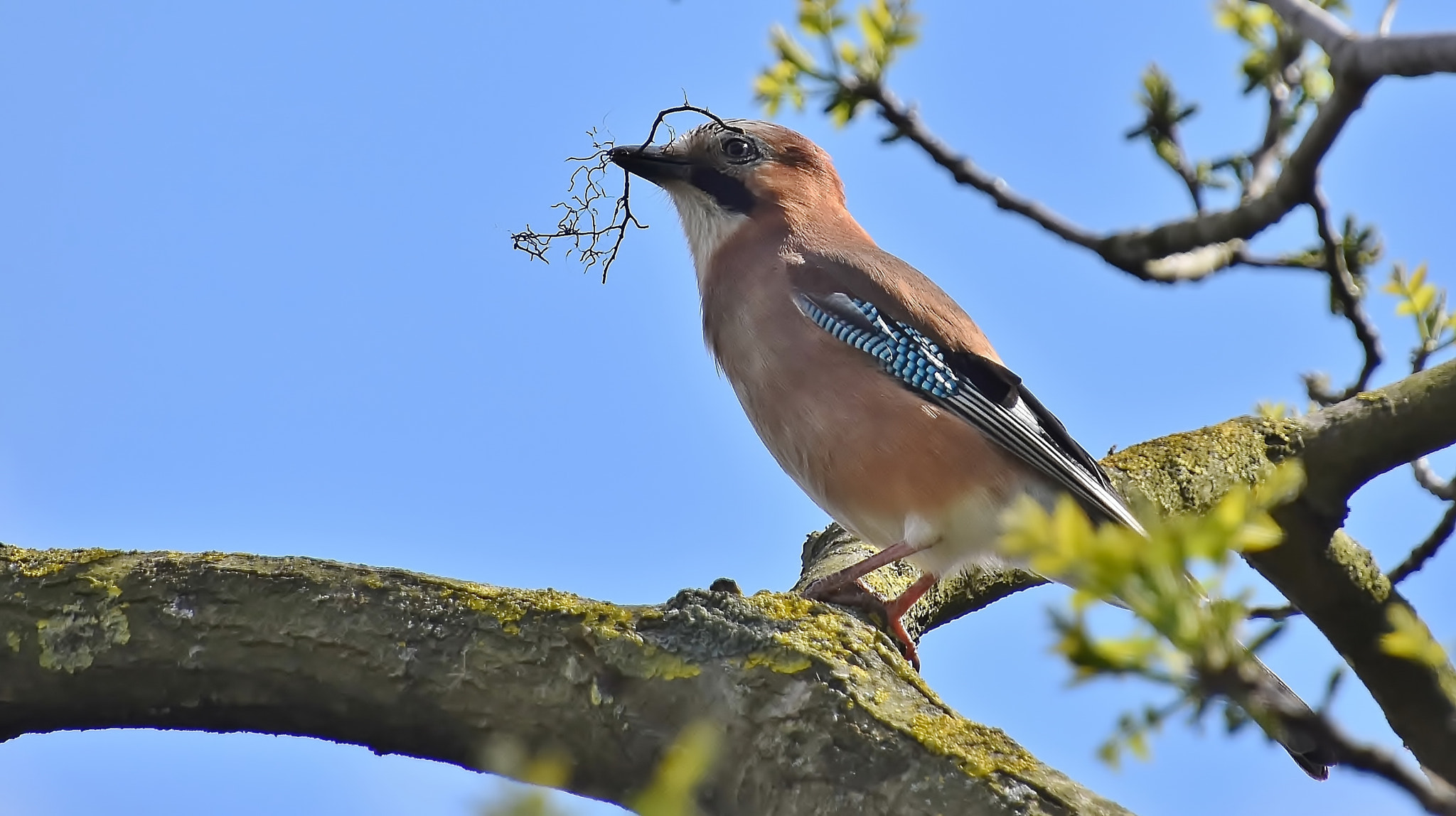 Nikon D7200 sample photo. Nest building time... photography