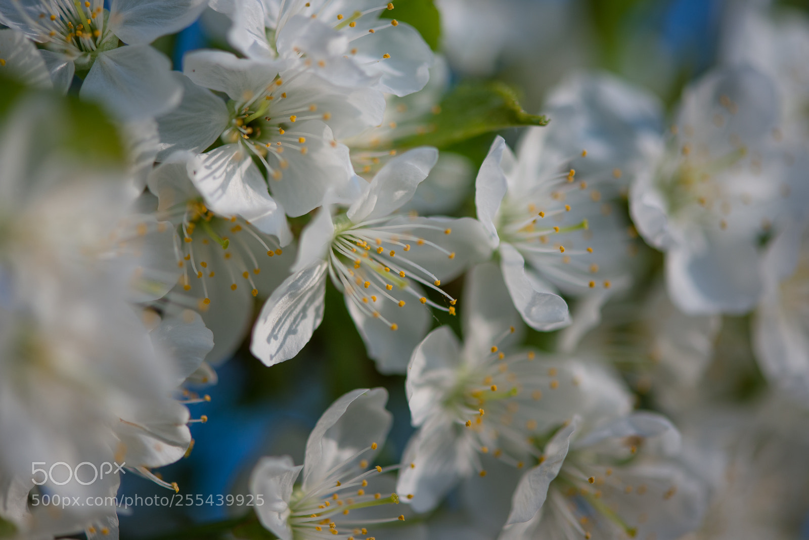 Nikon D610 sample photo. *** photography