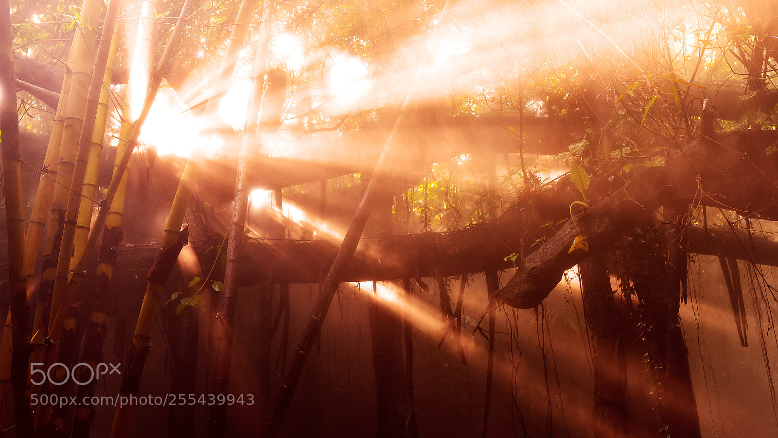 Nikon D810 sample photo. Untitled photography