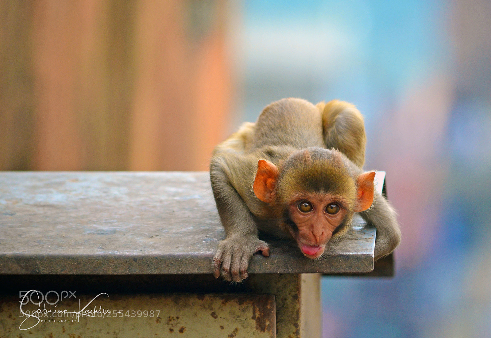 Nikon D5100 sample photo. Jaipur india photography