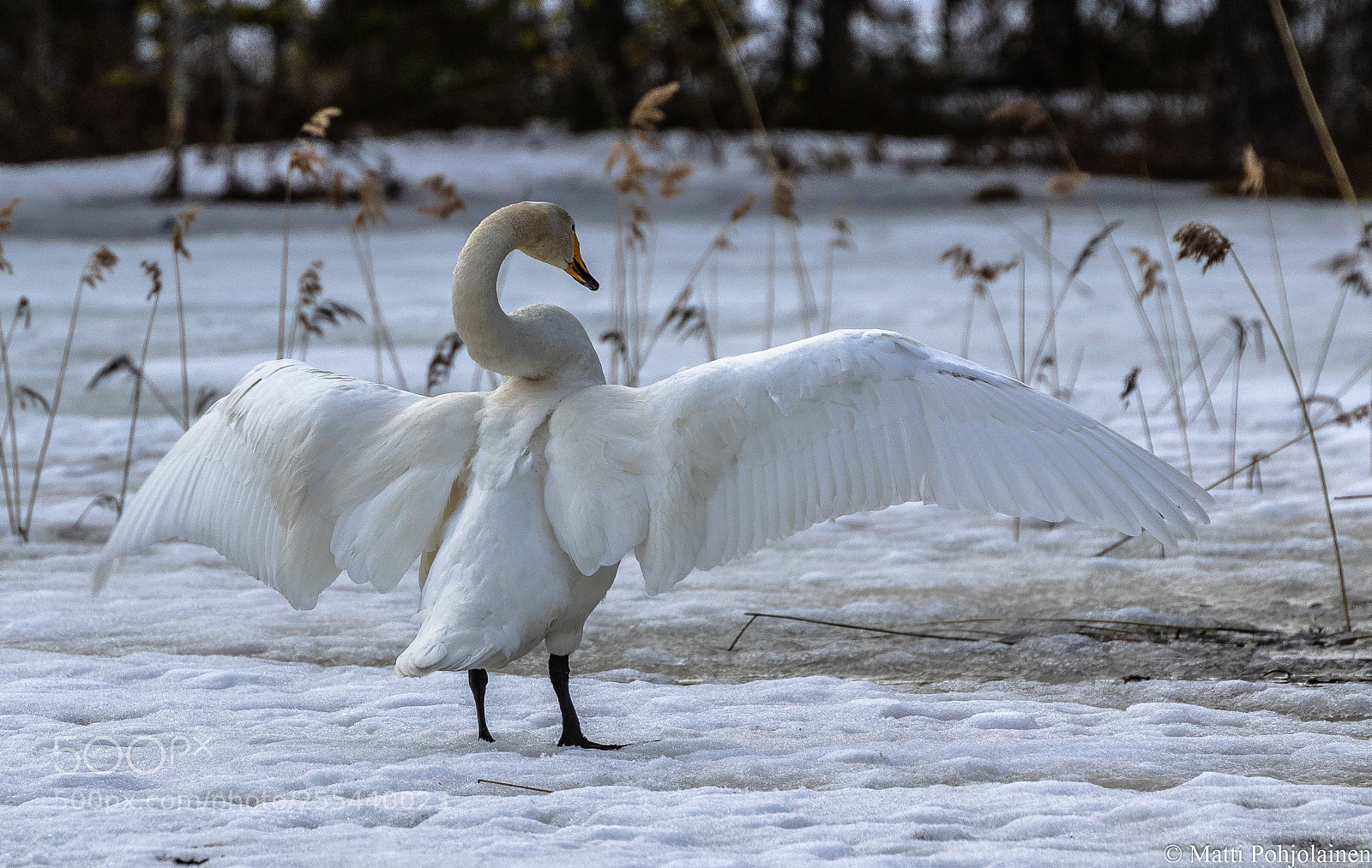 Canon EOS 7D Mark II sample photo. Whooper swan photography