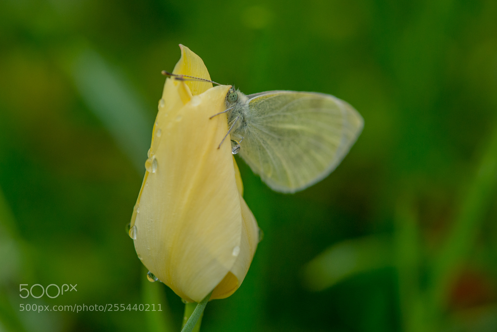 Nikon D610 sample photo. *** photography