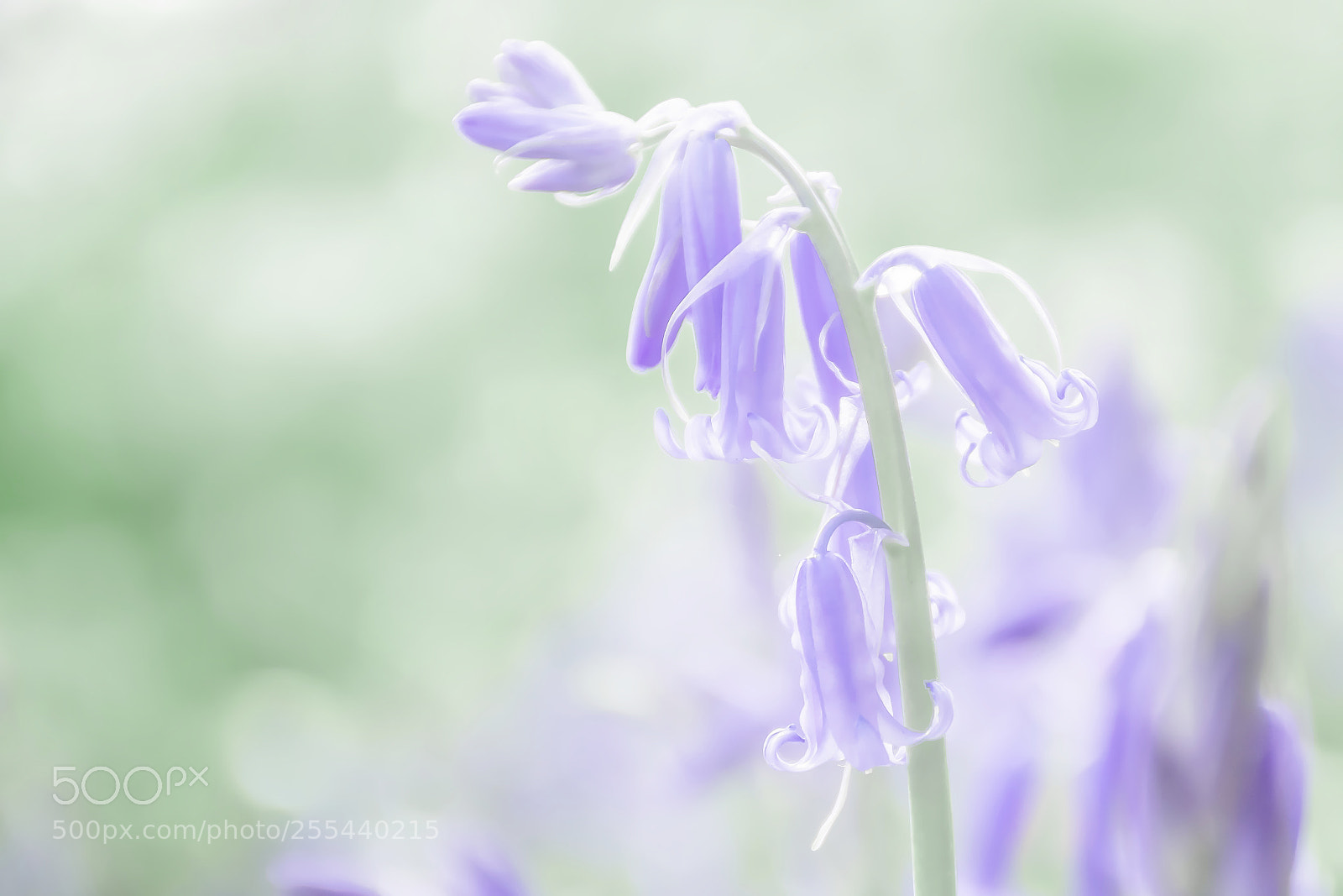 Nikon D7200 sample photo. Springtime dream photography