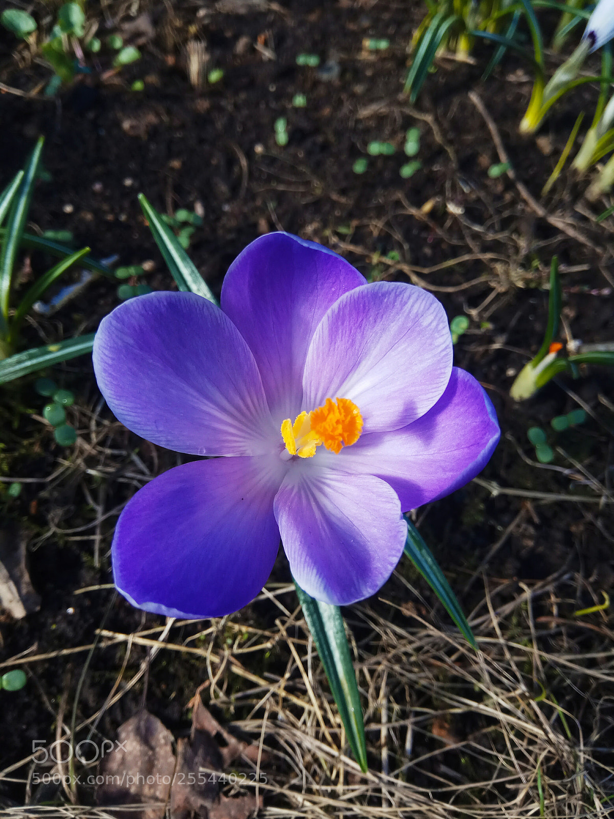 Xiaomi Redmi Note 4 sample photo. Spring photography