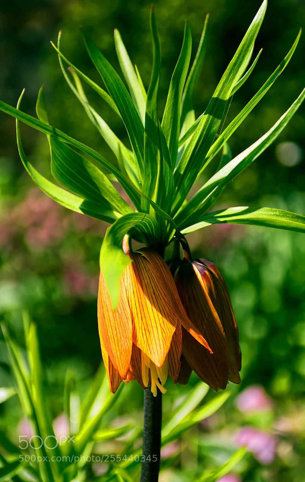 Nikon D5100 sample photo. Kelmarsh hall gardens photography