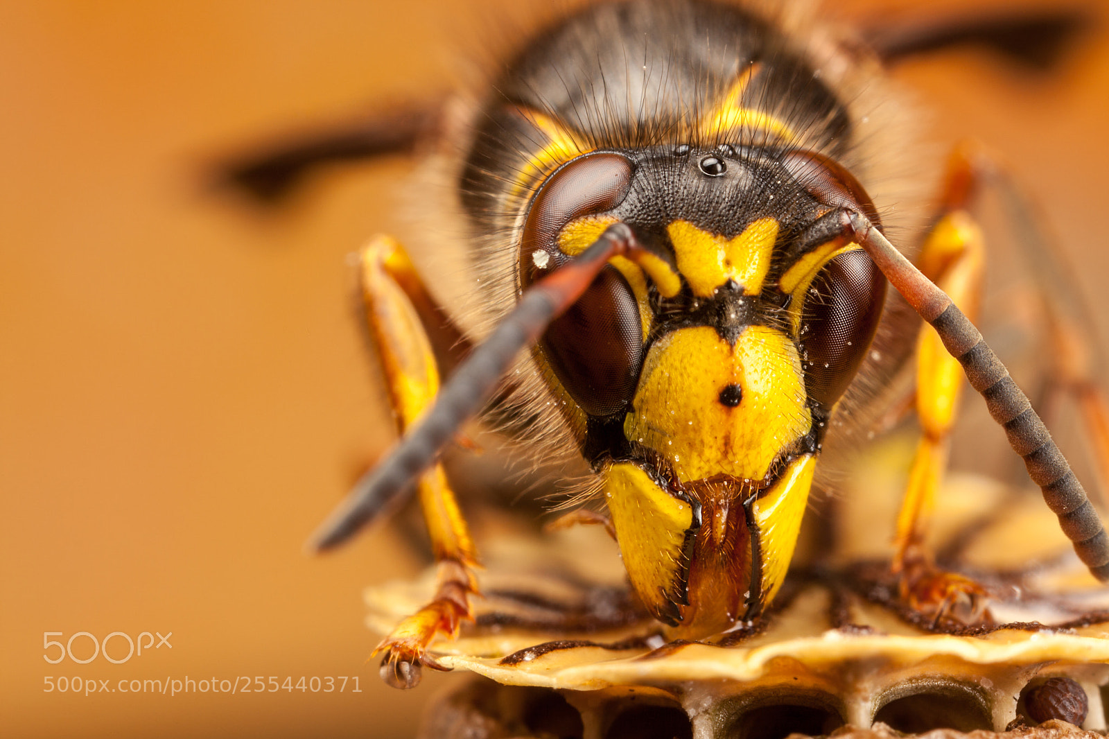 Canon EOS 5D Mark II sample photo. Median wasp photography