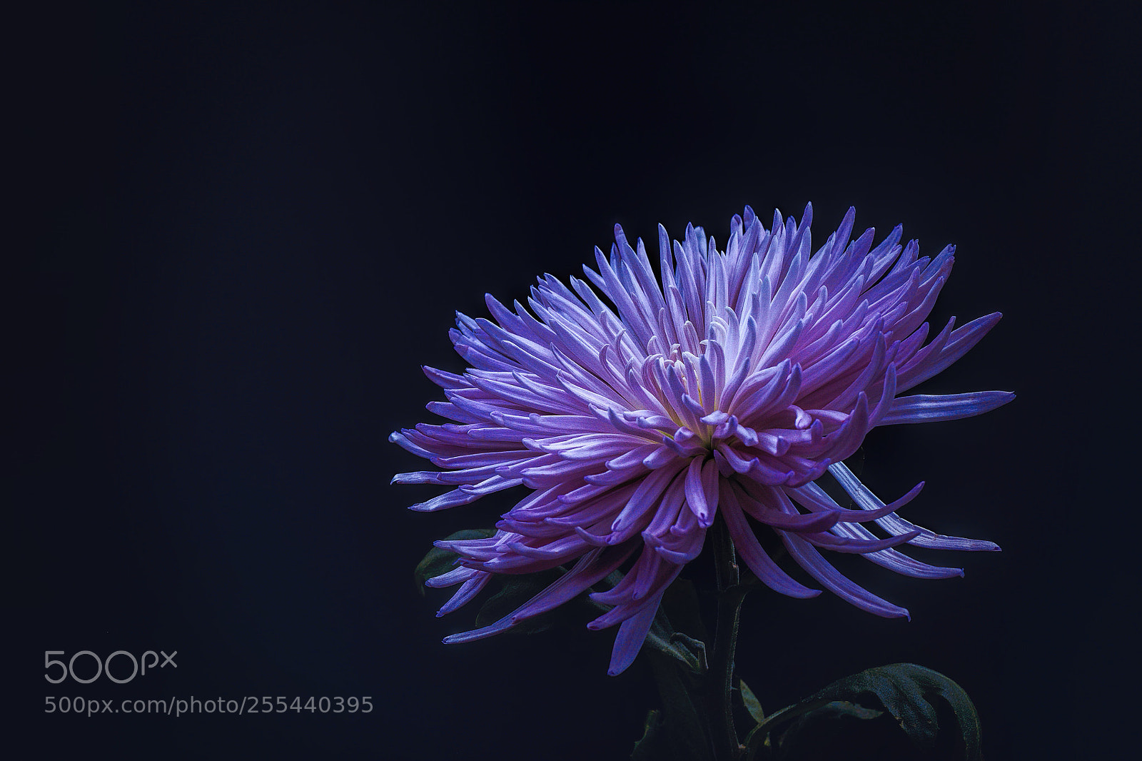 Fujifilm X-T1 sample photo. "movement" photography