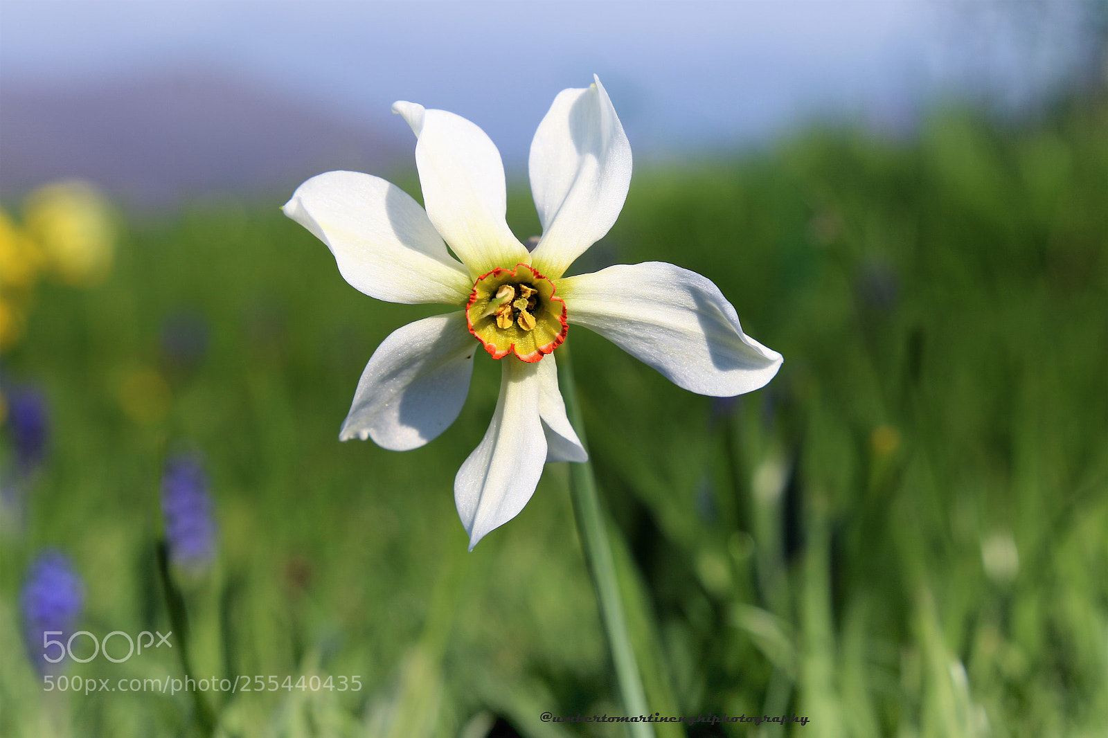 Canon EOS 7D Mark II sample photo. Narcissus photography
