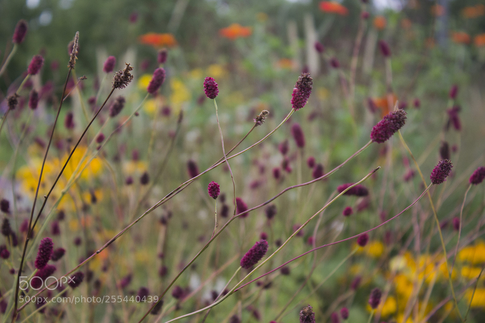 Canon EOS 60D sample photo. Deep. photography