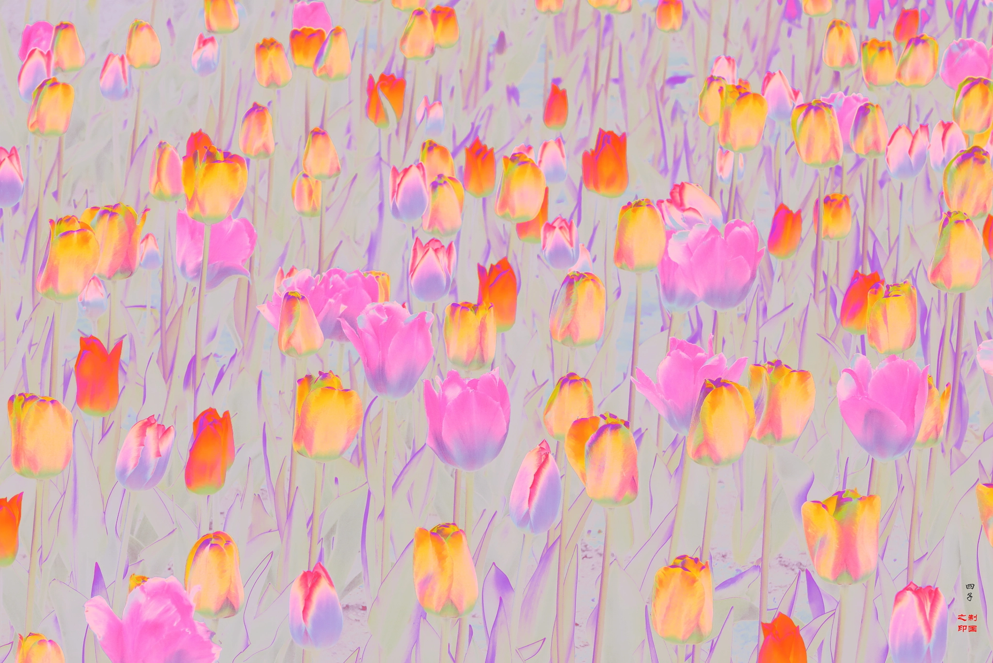 Canon PowerShot G1 X Mark II sample photo. Tulips photography
