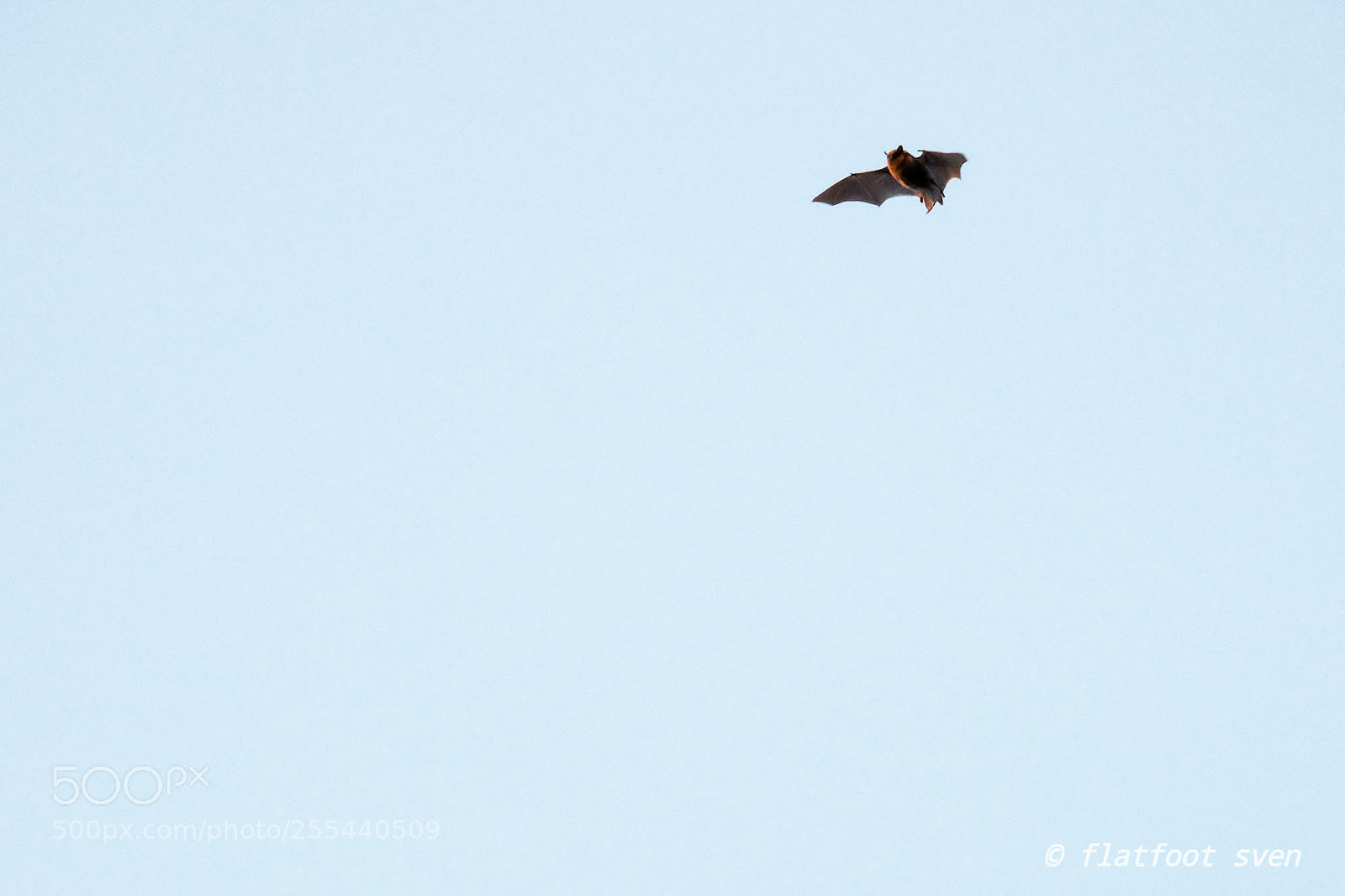 Fujifilm X-E2 sample photo. Insomniac bat ii photography