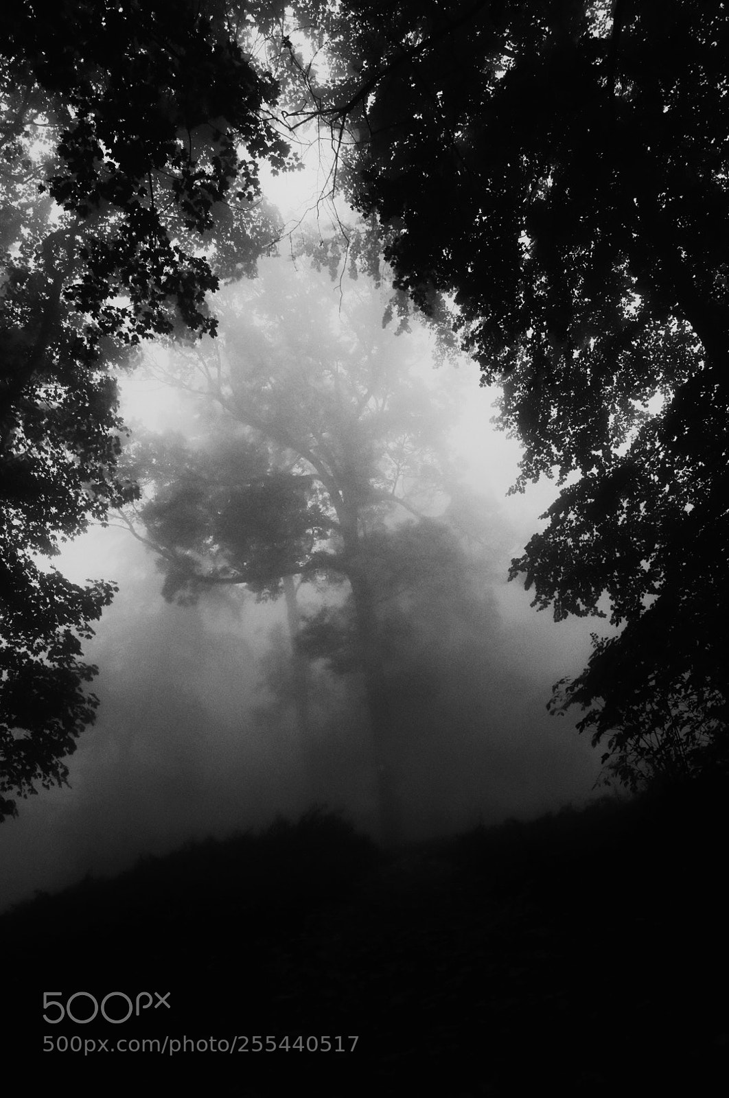 Nikon D90 sample photo. Disappearing photography