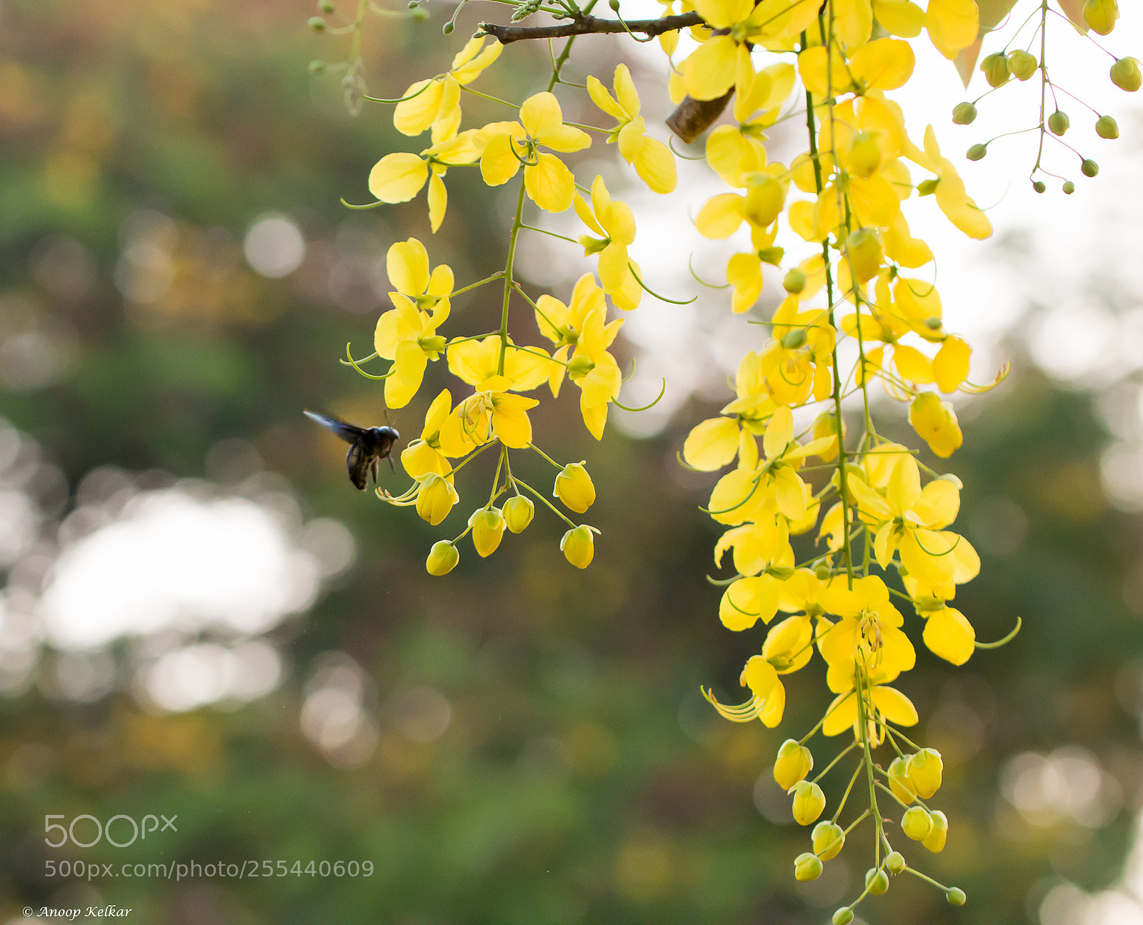 Canon EOS 700D (EOS Rebel T5i / EOS Kiss X7i) sample photo. Buzzing around golden flower photography