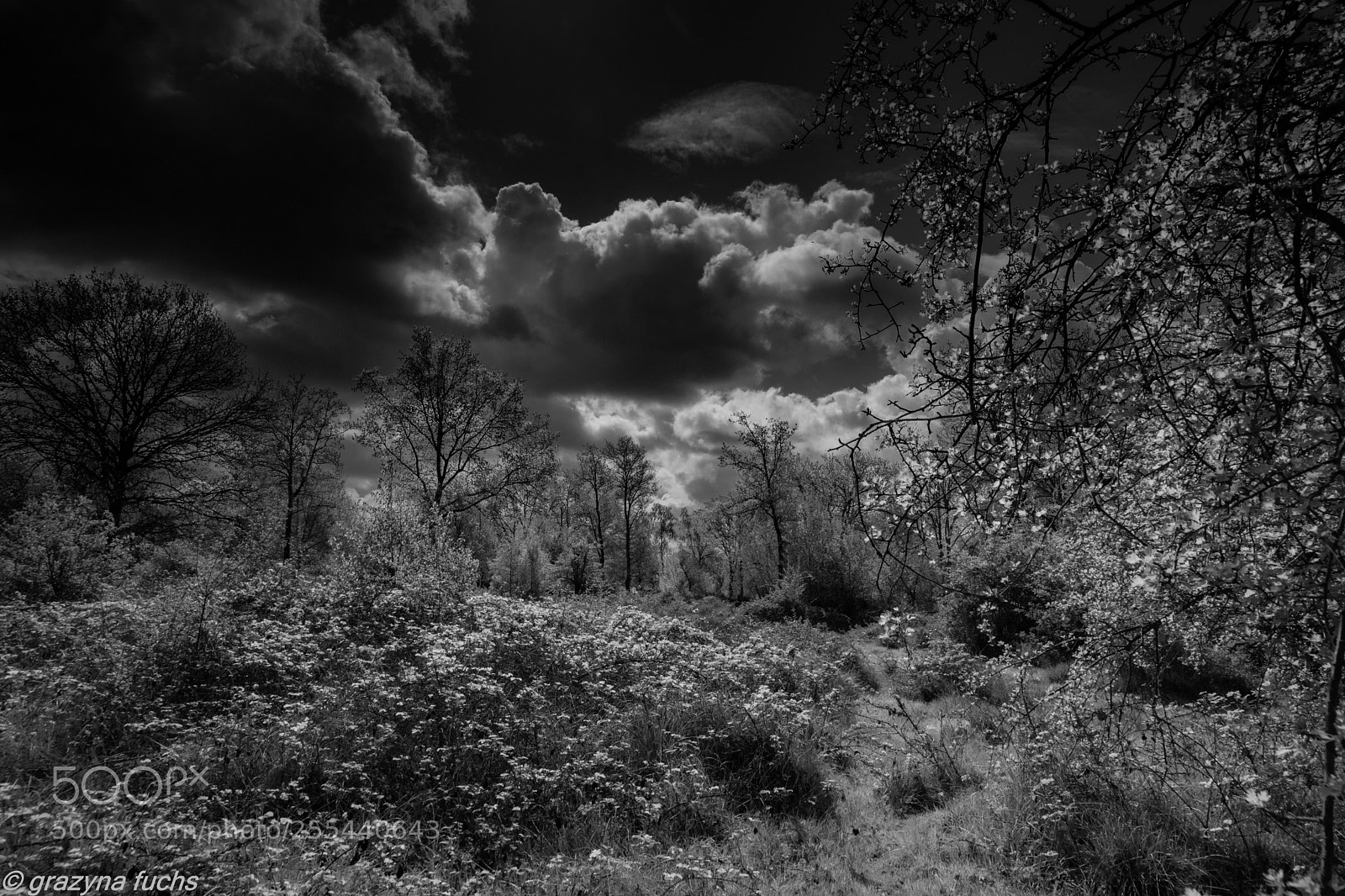 Nikon D3300 sample photo. Colour is everything, black photography