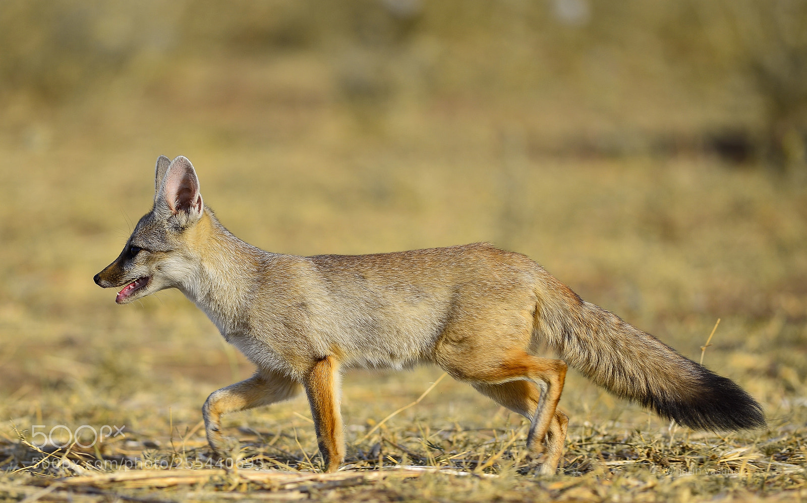 Nikon D600 sample photo. Indian fox photography