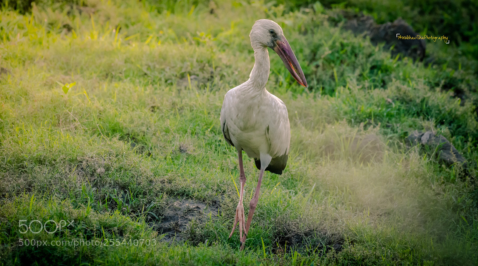 Nikon D5200 sample photo. Asian openbill stork photography