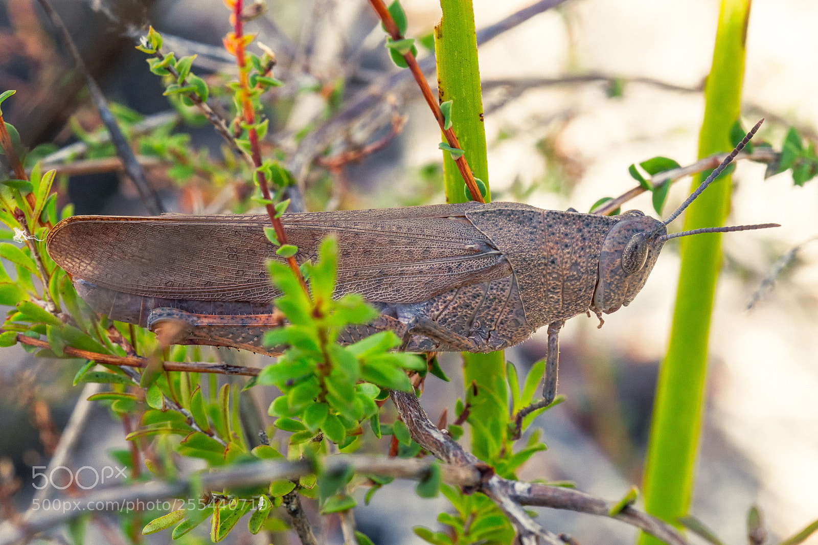 Canon EOS 6D sample photo. Gumleaf grasshopper photography
