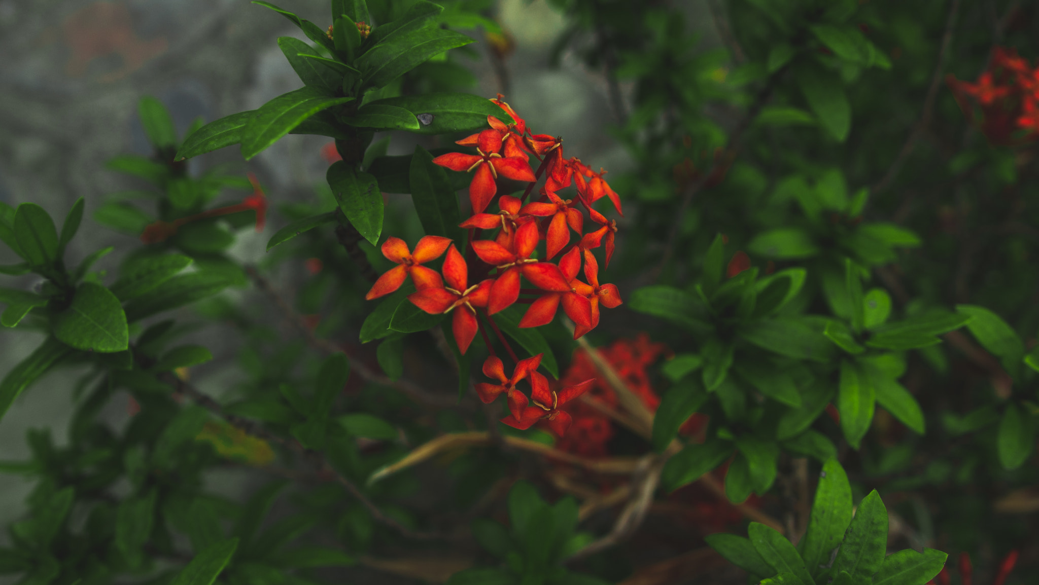 Olympus PEN E-P1 sample photo. Red flowers ii photography