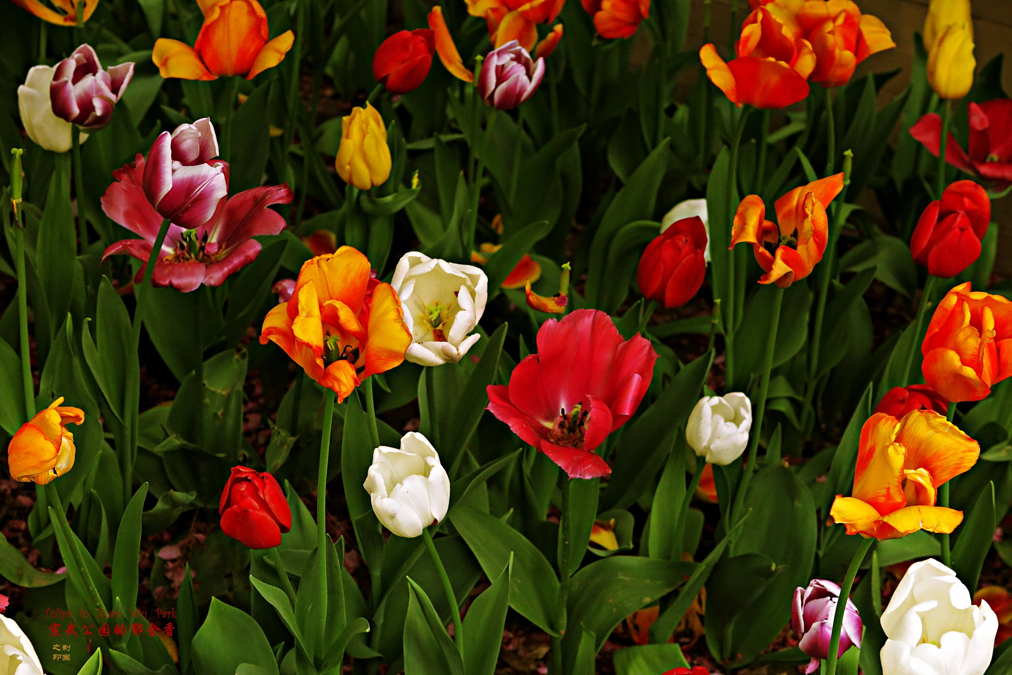 Canon PowerShot G1 X Mark II sample photo. Tulips photography