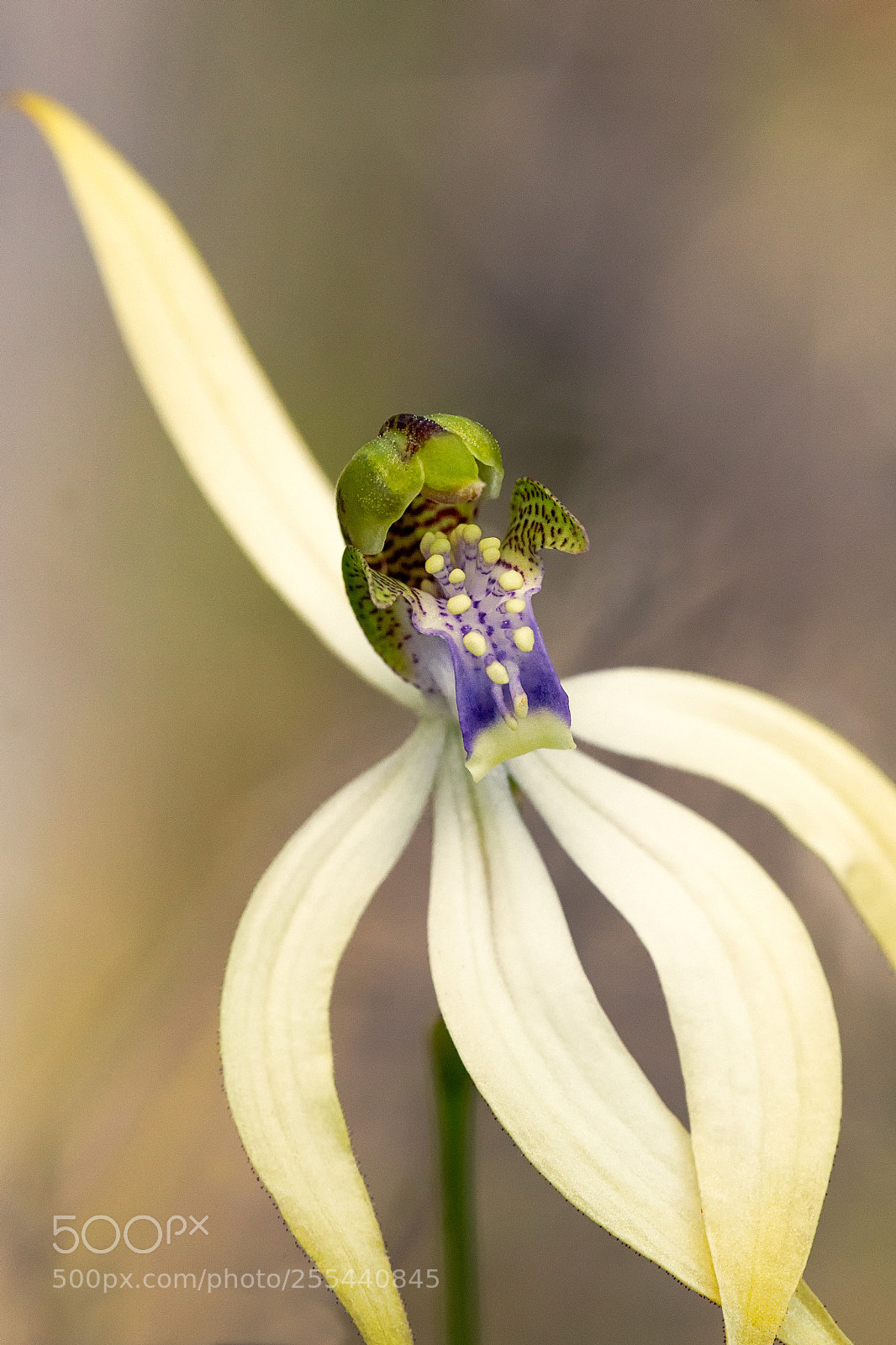 Canon EOS 6D sample photo. Leafless orchid photography
