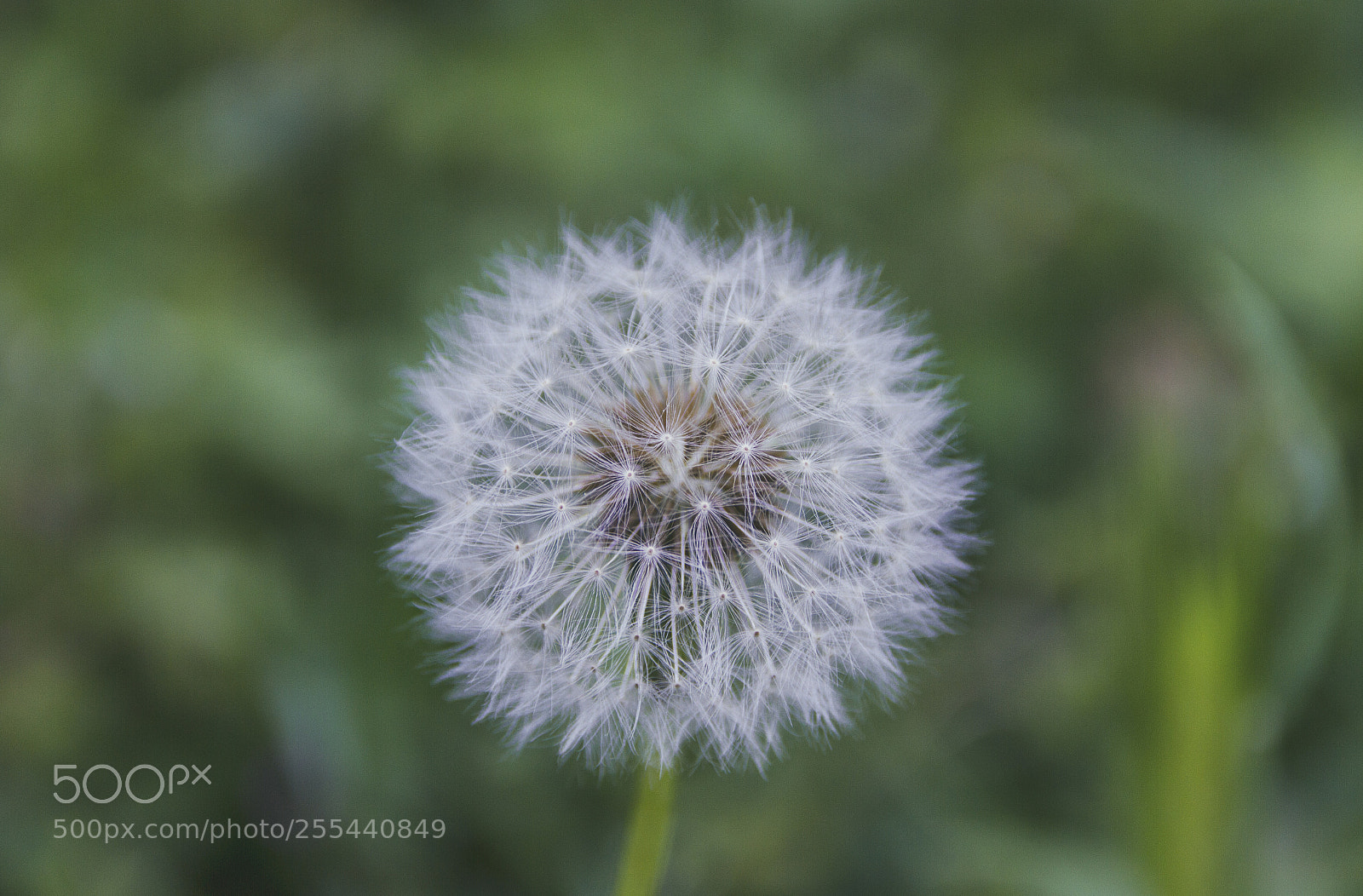 Canon EOS 7D sample photo. Dandelion photography