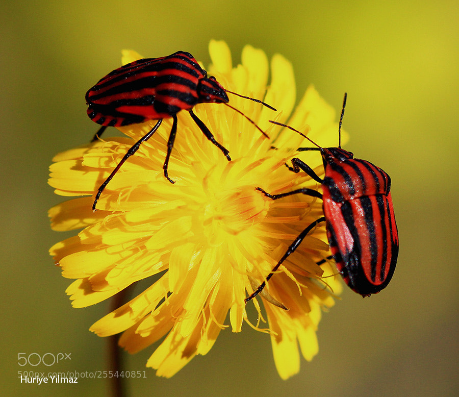 Canon EOS 600D (Rebel EOS T3i / EOS Kiss X5) sample photo. Meetİng photography