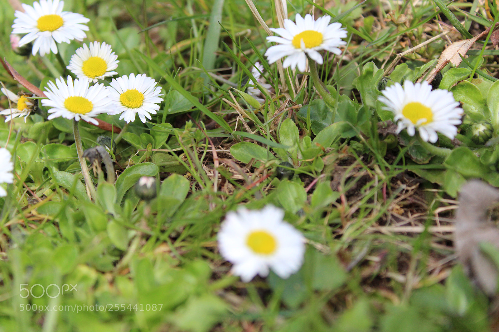 Canon EOS 1300D (EOS Rebel T6 / EOS Kiss X80) sample photo. Spring  photography
