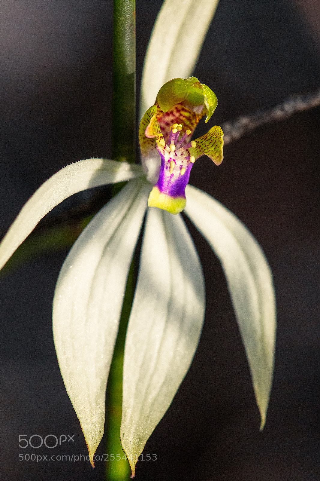 Canon EOS 6D sample photo. Leafless orchid photography
