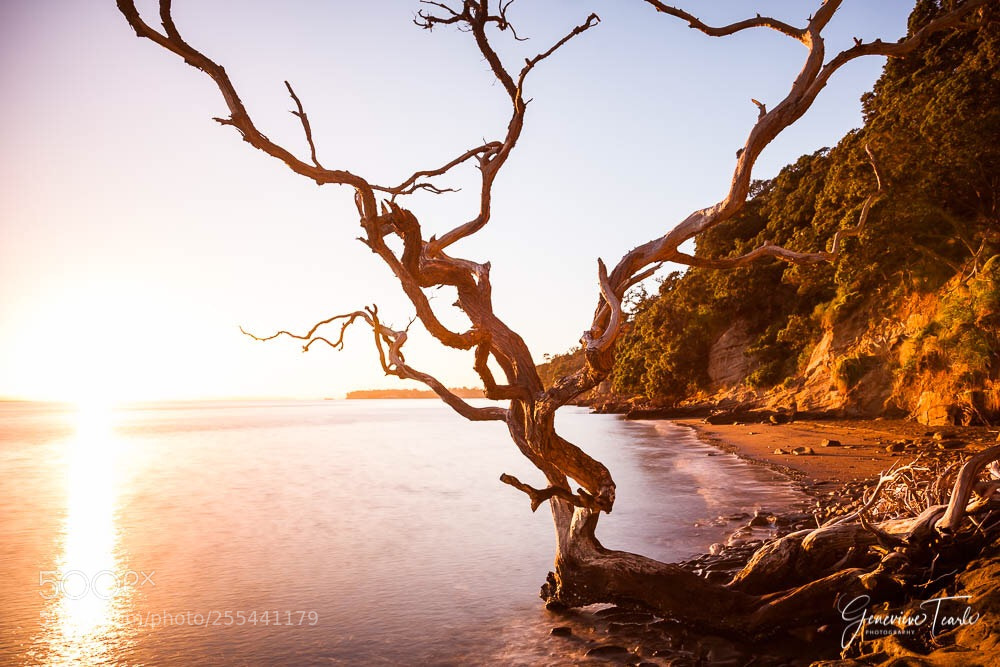 Canon EOS 5D Mark II sample photo. Auckland - new zealand photography