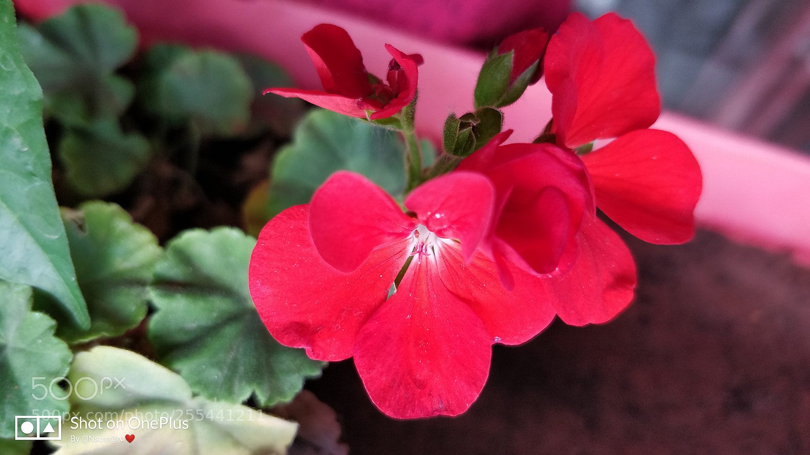 OnePlus 5 sample photo. Red flower photography