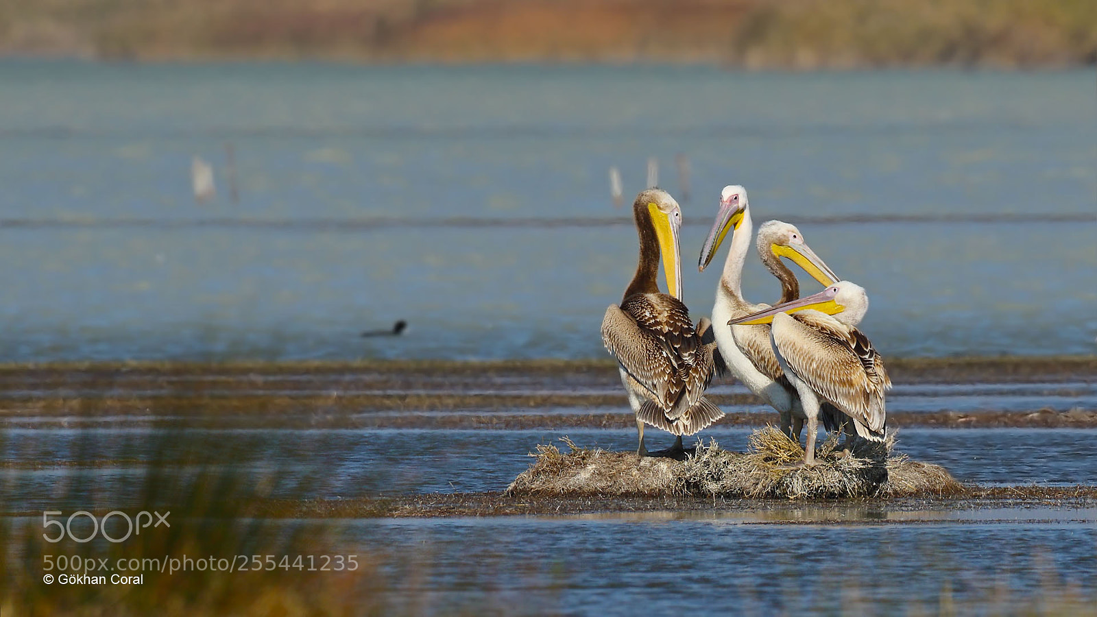 Canon EOS 7D Mark II sample photo. Pelicans photography